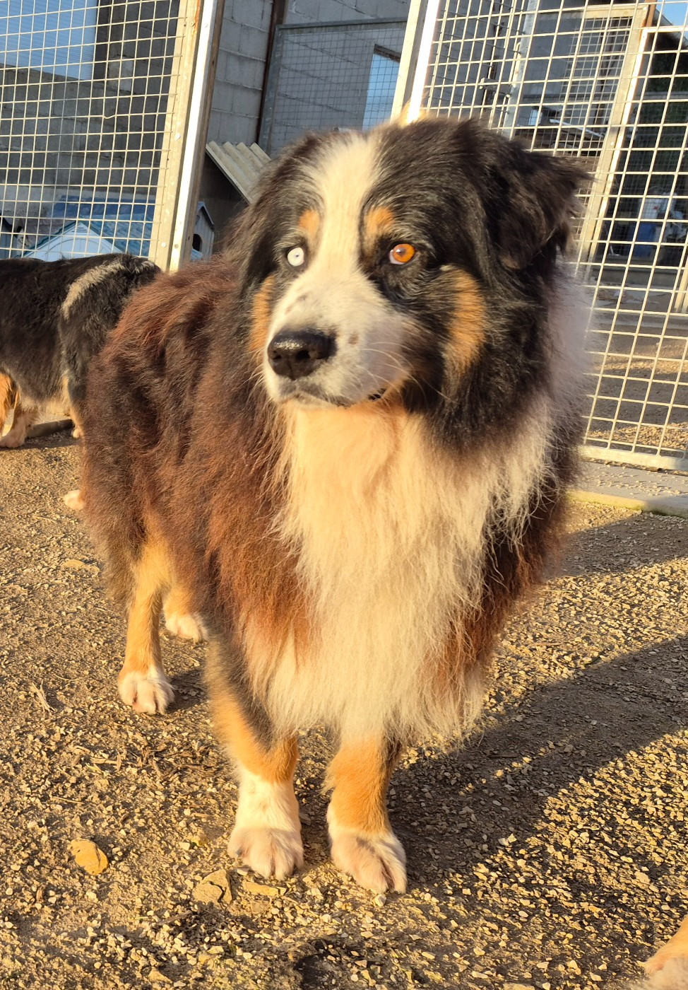 Nice Des Chrysalides Arc En Ciel