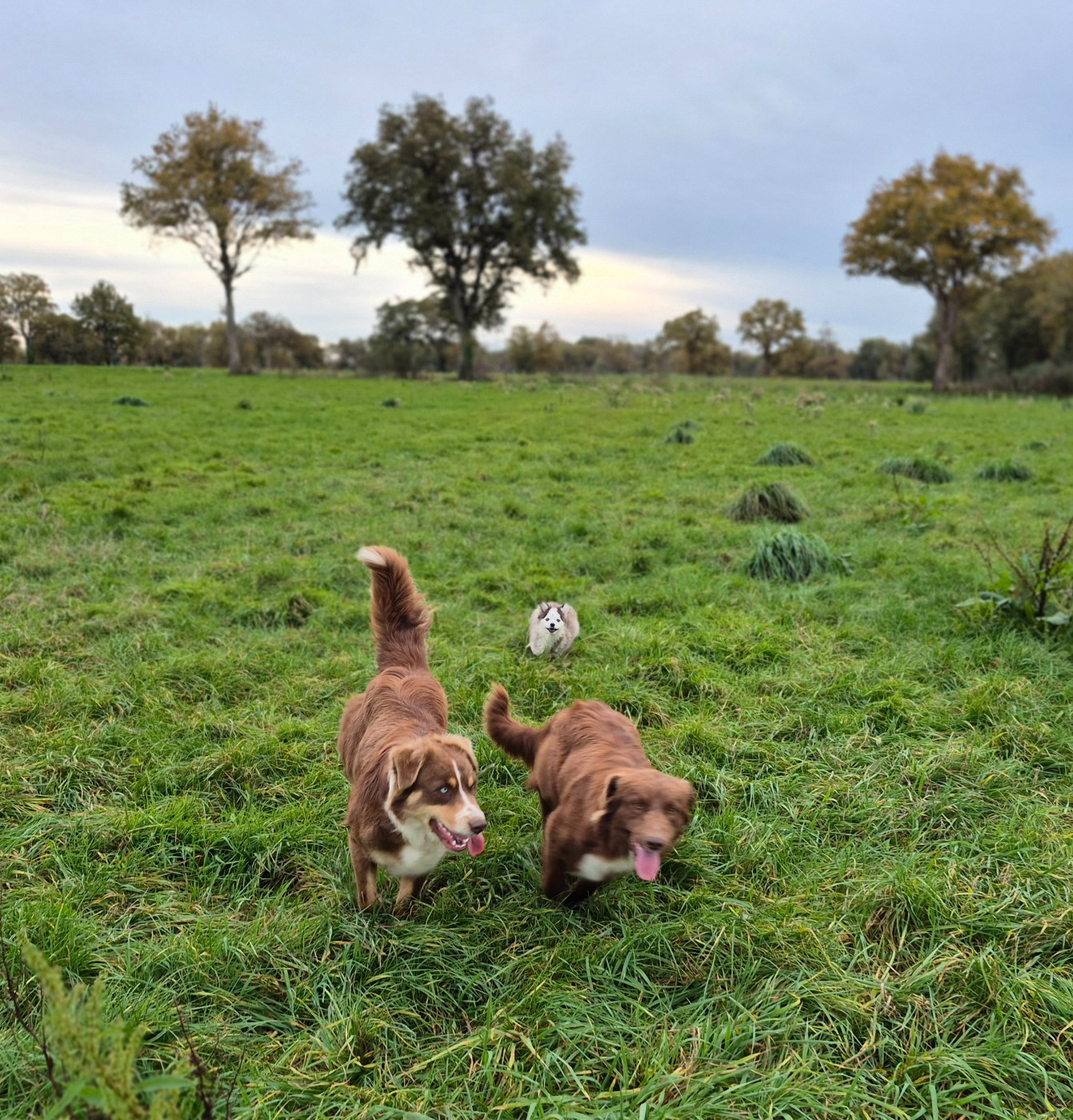 Des Chrysalides Arc En Ciel - Des chiens bien codés
