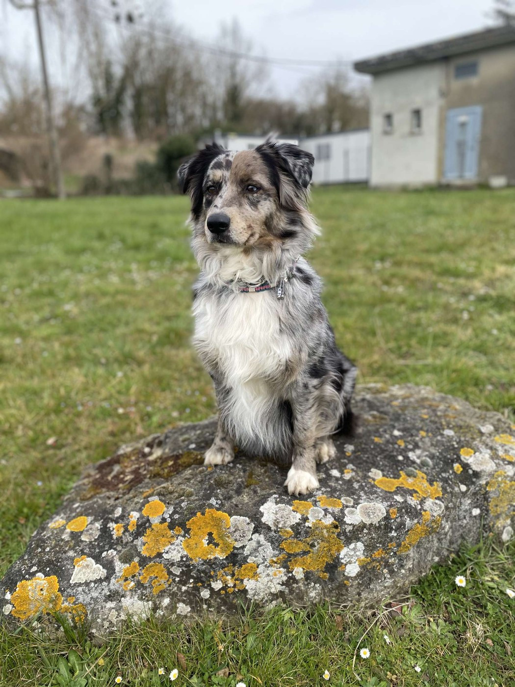 Des Chrysalides Arc En Ciel - Des nouvelles régulières de nos chiots adoptés