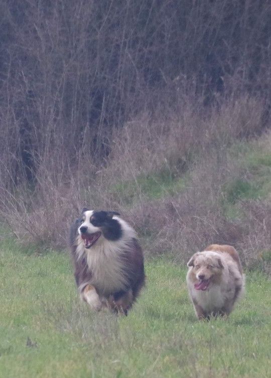 chiots bergers australiens Nice Osmose