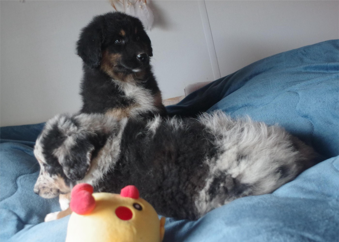 chiots U;ohana et unimog