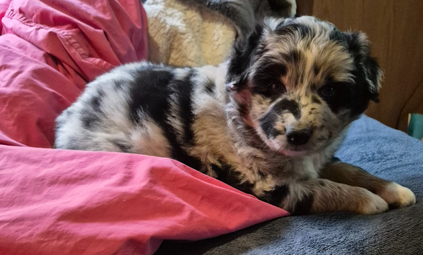 Des Chrysalides Arc En Ciel - Chiots disponibles - Berger Australien