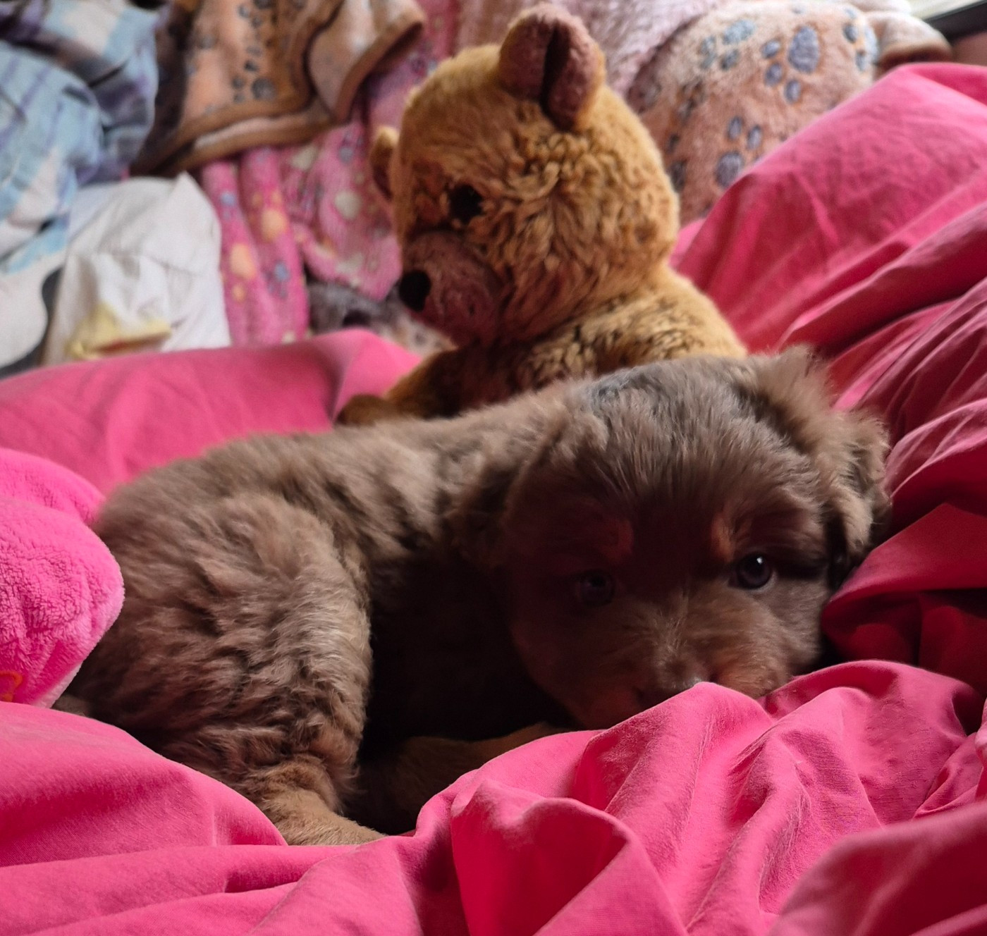 Des Chrysalides Arc En Ciel - Chiots disponibles - Berger Australien