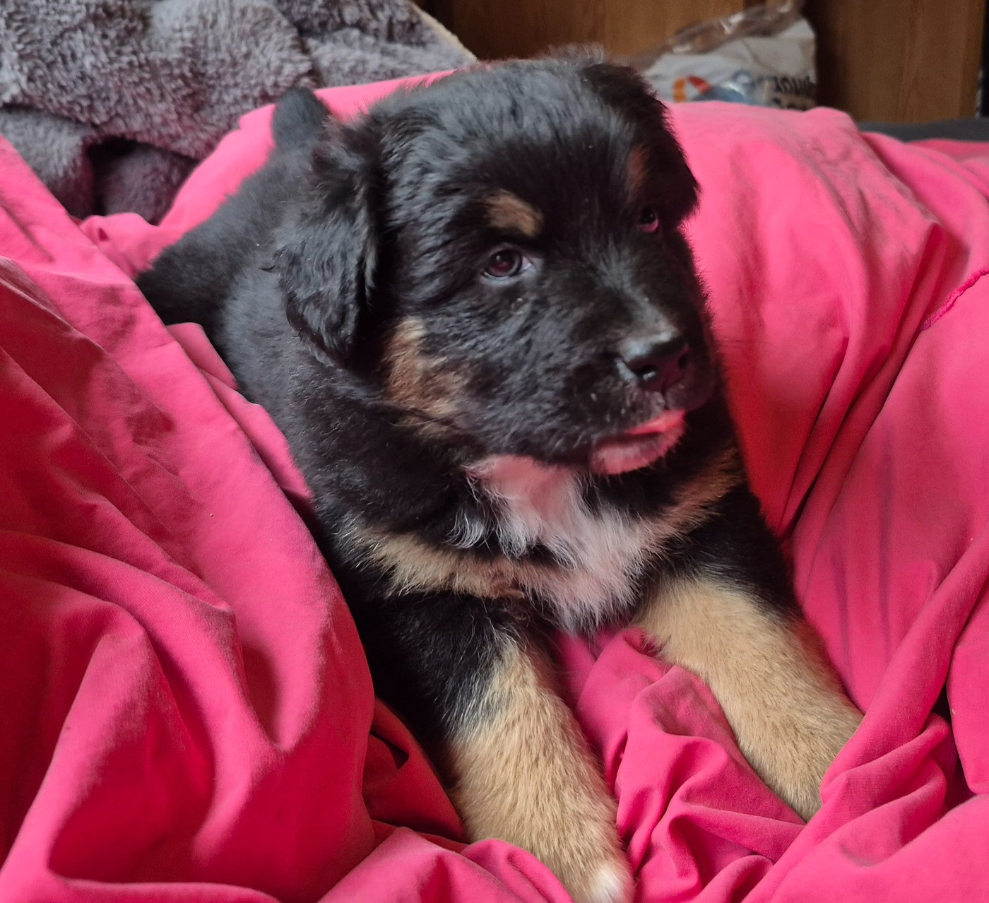 Des Chrysalides Arc En Ciel - Chiots disponibles - Berger Australien