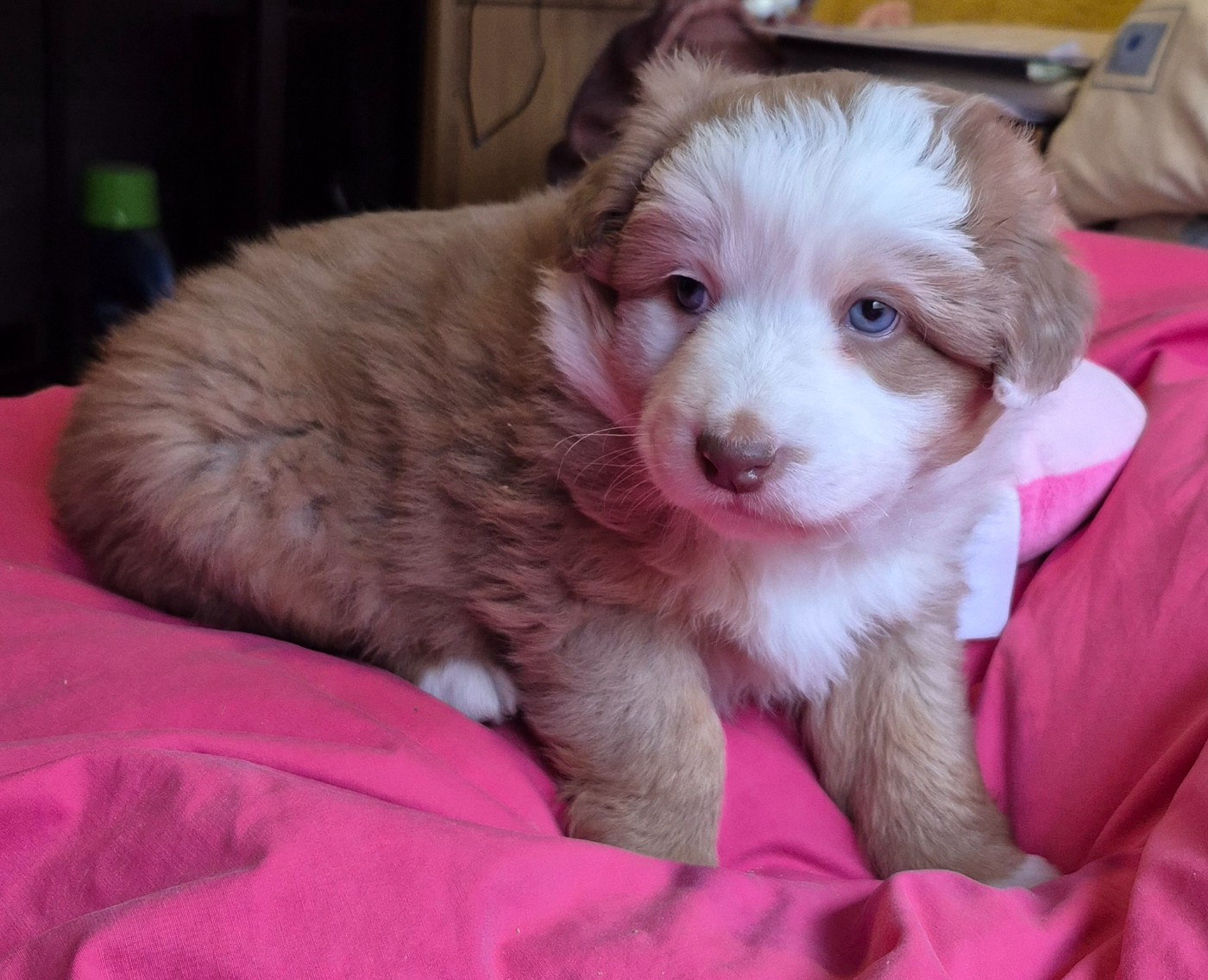 Des Chrysalides Arc En Ciel - Chiots disponibles - Berger Australien