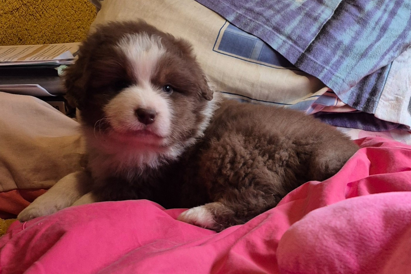 Des Chrysalides Arc En Ciel - Chiots disponibles - Berger Australien