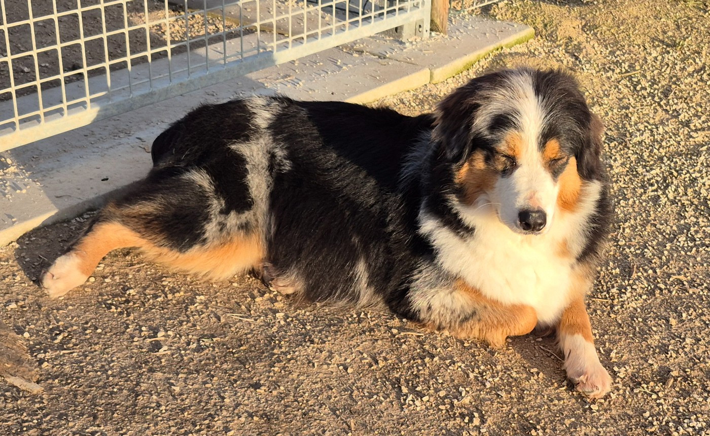 Des Chrysalides Arc En Ciel - Berger Australien - Portée née le 17/12/2025
