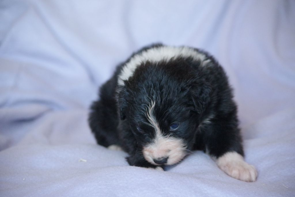 Des Chrysalides Arc En Ciel - Chiots disponibles - Berger Australien
