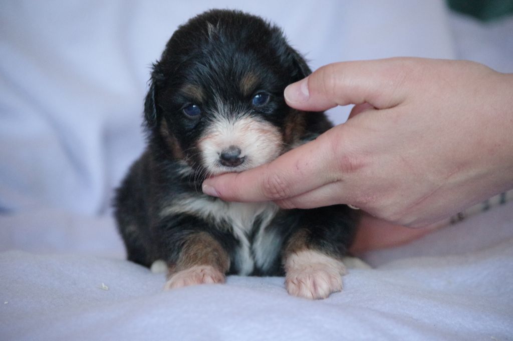 Des Chrysalides Arc En Ciel - Chiots disponibles - Berger Australien