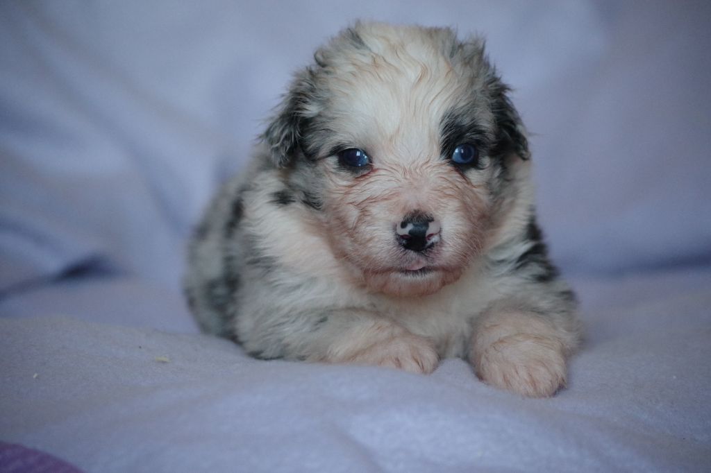 Des Chrysalides Arc En Ciel - Chiots disponibles - Berger Australien